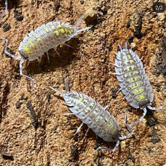 Porcellio Haasi Giant