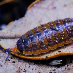 Porcellionides Sp. Everglades Porcellio
