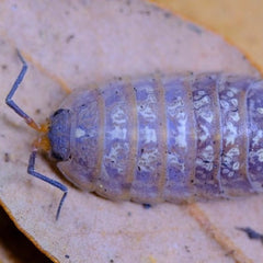 Porcellionides Sp. Everglades Porcellio