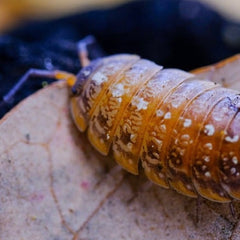 Porcellionides Sp. Everglades Porcellio