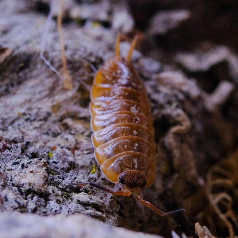 Porcellionides Sp. Everglades Porcellio