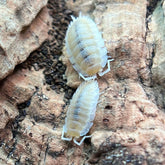 Porcellio Scaber Yellow Snow