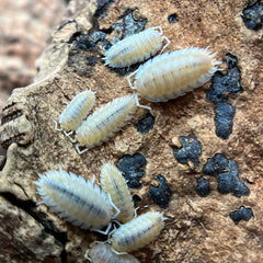 Porcellio Scaber "Yellow Snow"