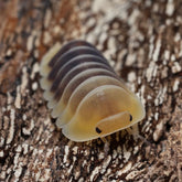 Cubaris sp."Jupiter"