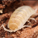 White insect-like creature on a brown surface