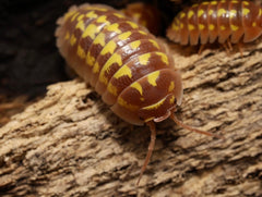 Armadillidium gestroi "Caramel"