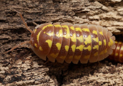 Armadillidium gestroi "Caramel"