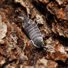 Isopod on a piece of wood