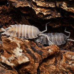 Two insect-like creatures on a textured brown surface