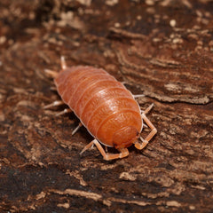 Powder Orange - (Porcellionides Pruinosus Orange)