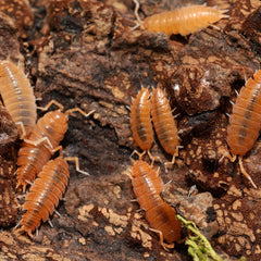 Powder Orange - (Porcellionides Pruinosus Orange)