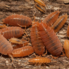 Powder Orange - (Porcellionides Pruinosus Orange)