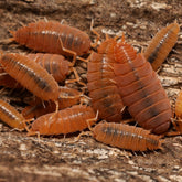 Powder Orange - (Porcellionides Pruinosus Orange)