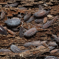Powder Blues - (Porcellionides Priunosus Blue)