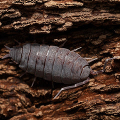 Isopod on a textured brown surface