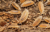 Isopods on a wooden surface