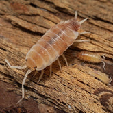 Butter Pecan Powders - Porcellionides pruinosus “Butter Pecan”