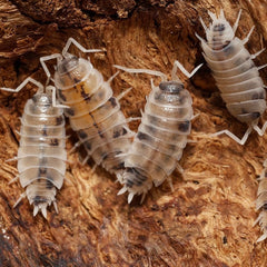 Five sow bugs on a wooden surface