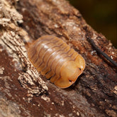 Troglodillo sp. "Porcelain"