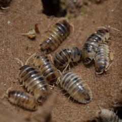 Armadillidium flavoscutatum "Coffee Mate"