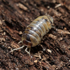 Armadillidium flavoscutatum "Coffee Mate"