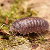Armadillidium insulatum