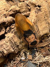 Blaberus CF. Peruvianus "Peruvian Cave Roach"