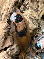 Blaberus CF. Peruvianus "Peruvian Cave Roach"