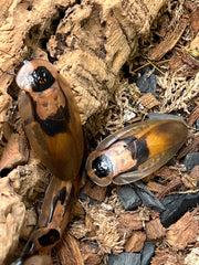 Blaberus CF. Peruvianus "Peruvian Cave Roach"