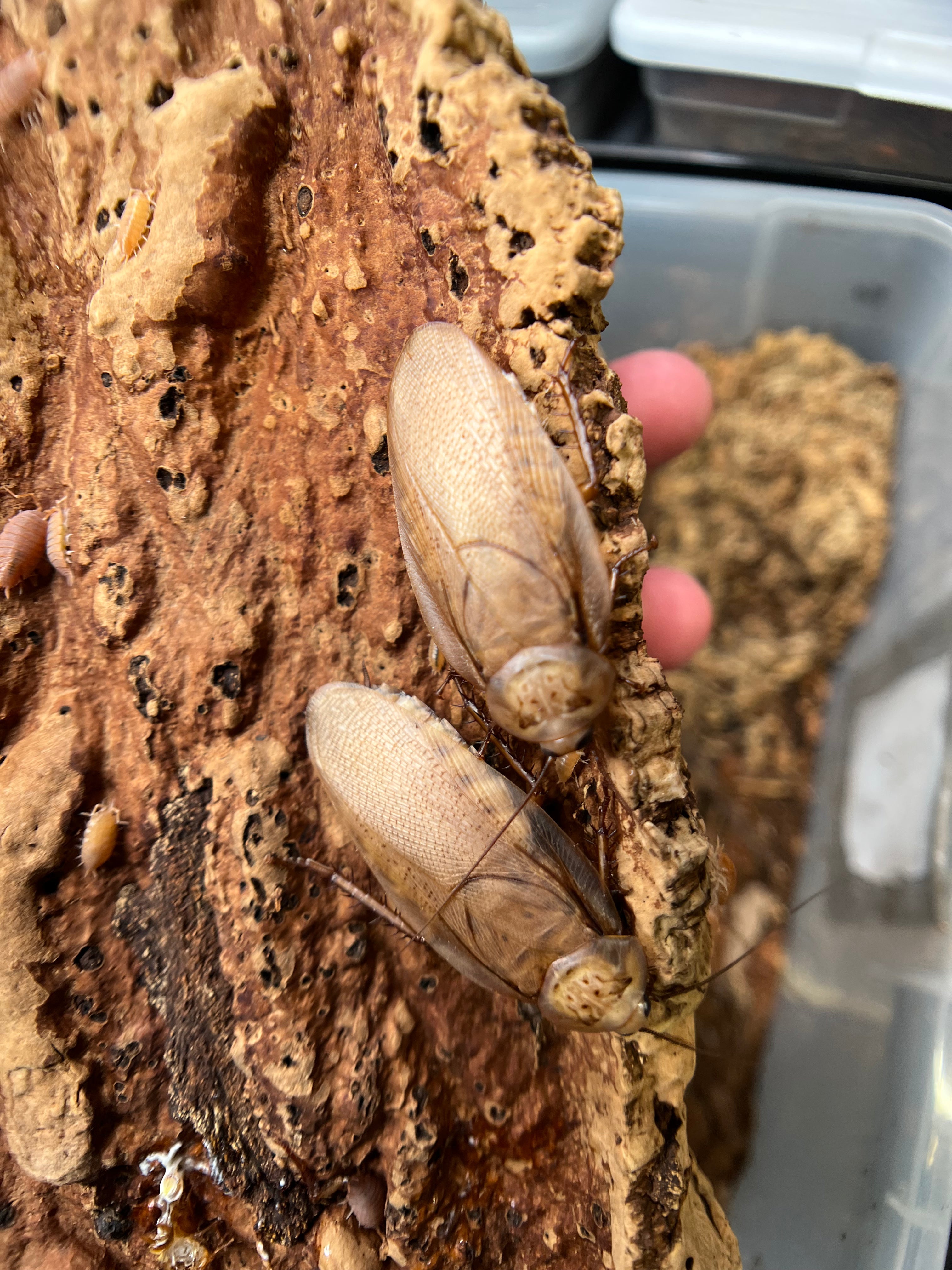 Rhyparobia Cf. Gold Medal Roach - 12 Count Mixed Size