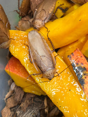 Rhyparobia Cf. Gold Medal Roach - 12 Count Mixed Size