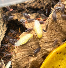 Panchlora Sp. Costa Rican Yellow - 15 Count Mixed Size Roach