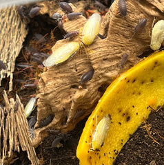 Panchlora Sp. Costa Rican Yellow - 15 Count Mixed Size Roach