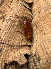 Periplaneta Americana White Eyed Morph - 12 Count Mixed Size Roach