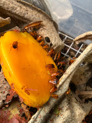 Blatta Lateralis Turkestan Red Runners - 80 Count Mixed Size Roach