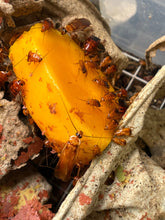 Blatta Lateralis Turkestan Red Runners - 80 Count Mixed Size Roach