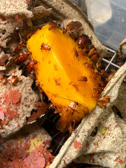 Blatta Lateralis Turkestan Red Runners - 80 Count Mixed Size Roach