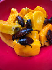 Madagascan Hissing Roach - 12 Count Mixed Size