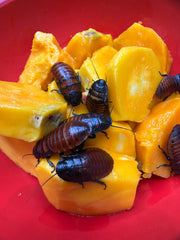 Madagascan Hissing Roach - 12 Count Mixed Size