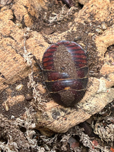 Polyphaga Sassurei Sassures Giant Sand Roach - 12 Count Mixed Size Roaches