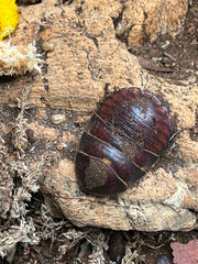 Polyphaga Sassurei Sassures Giant Sand Roach - 12 Count Mixed Size Roaches