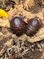 Polyphaga Sassurei "Sassure's Giant Sand Roach"