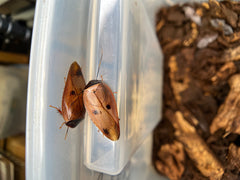 Gyna Capucina "Pink Roach"