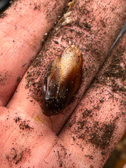 Pycnoscelus Striatus Ember Roach - 12 Count Mix Size