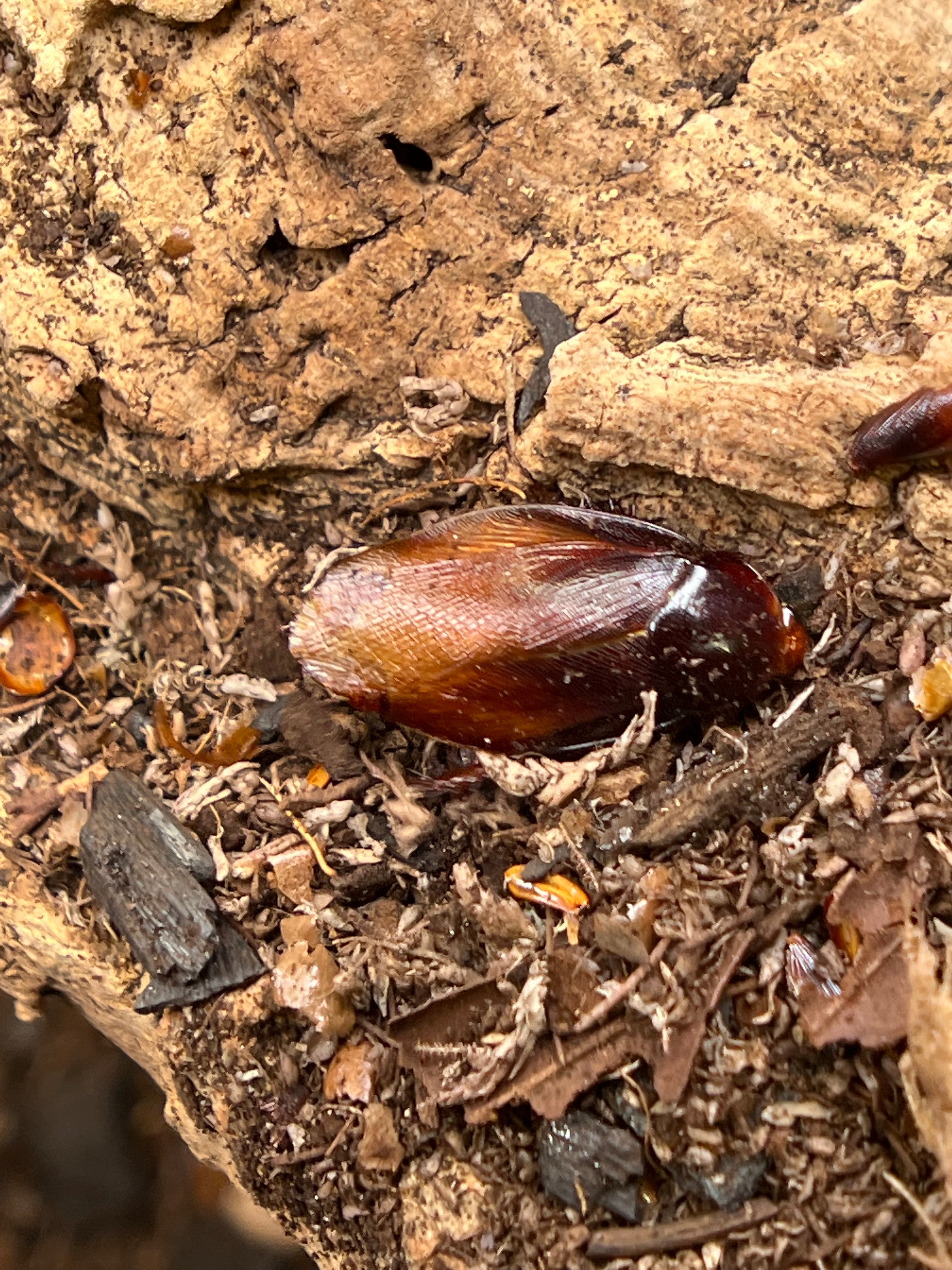 Pycnoscelus Striatus Ember Roach - 12 Count Mix Size