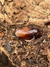 Pycnoscelus Striatus Ember Roach - 12 Count Mix Size