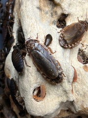 Nauphoeta Cinerea "Lobster Roach"