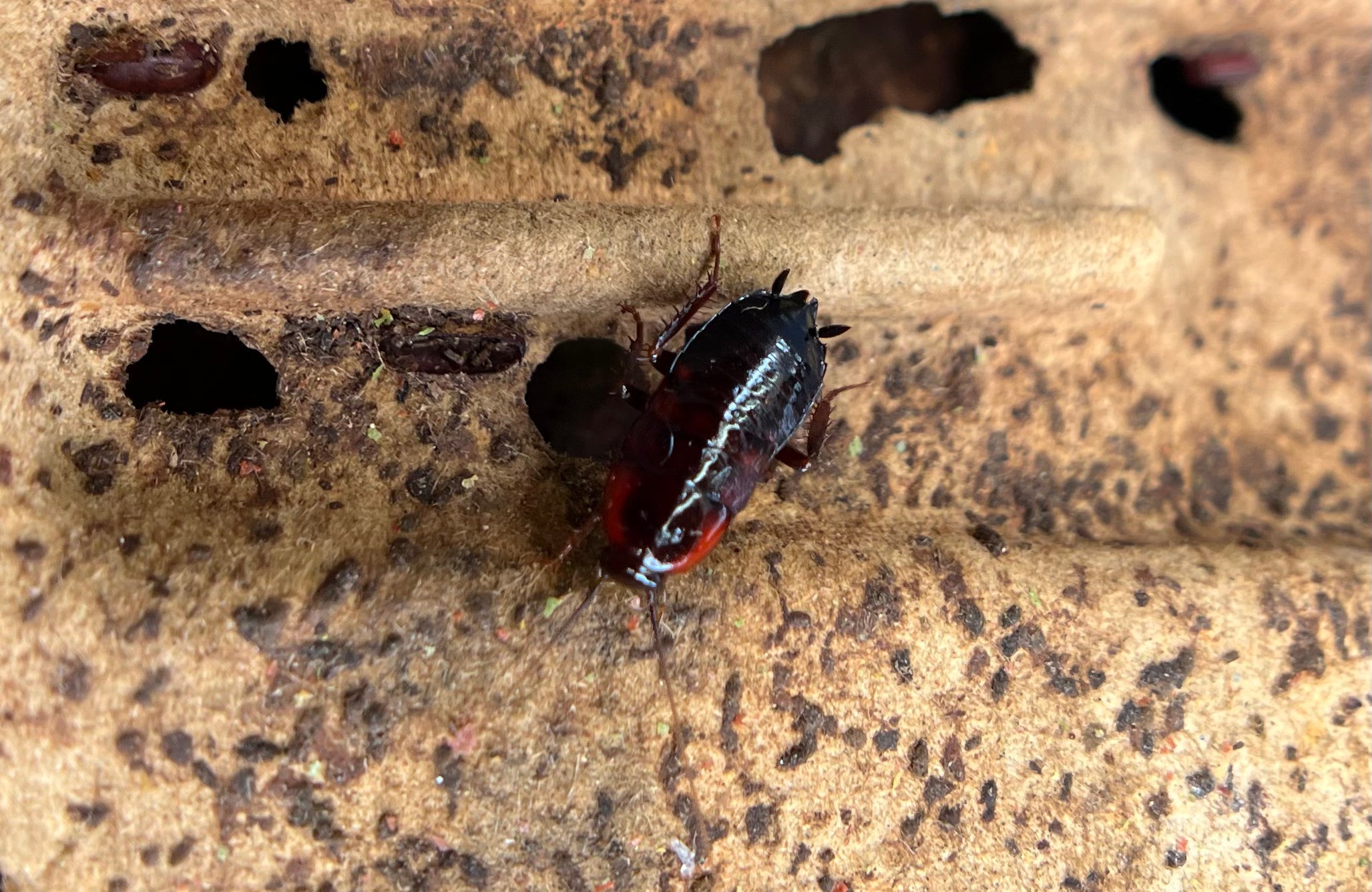 Cf. Neostylopyga Rropinqua African Bullet Roach - 12Count Mix Size