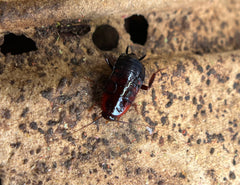 Cf. Neostylopyga Rropinqua African Bullet Roach - 12Count Mix Size