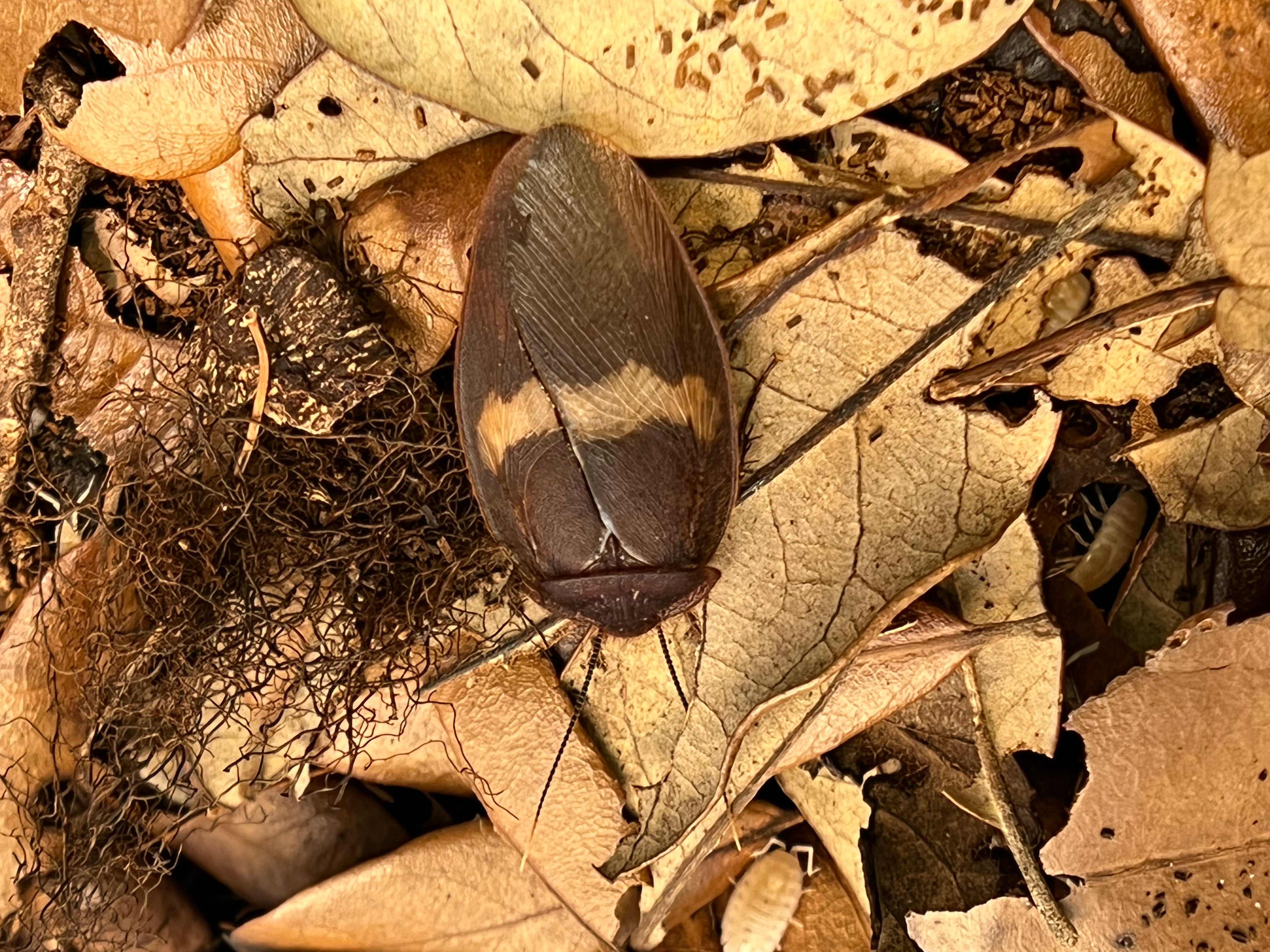 Ergaula Capucina Burmese Beetle Mimic - 12 Count Mix Size Roach